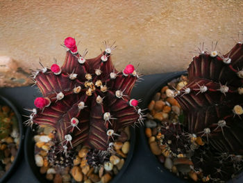 High angle view of flowering plant on table