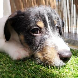 Portrait of dog lying on grass