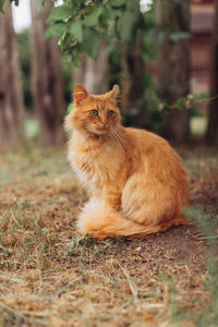 Cat sitting on a field