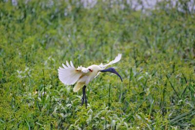 White bird flying in a field