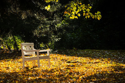View of yellow flowering plants in park