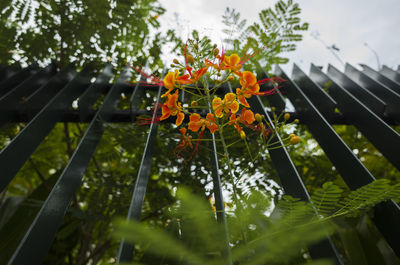 Low angle view of red flowering plants