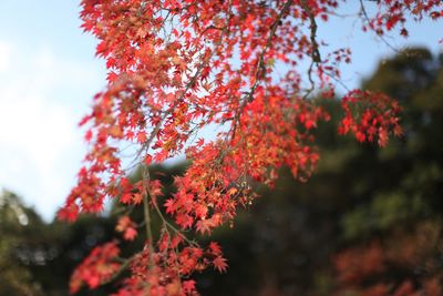 Low angle view of maple leaves on tree