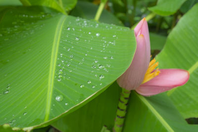 Pink petals of flowering banana blooming on fresh green venation leaf pattern with water droplets