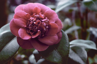 Close-up of pink rose