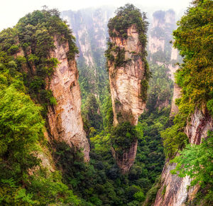 View of trees in forest