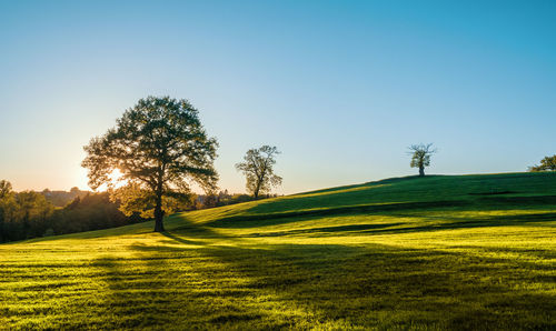 Trees on field against clear sky