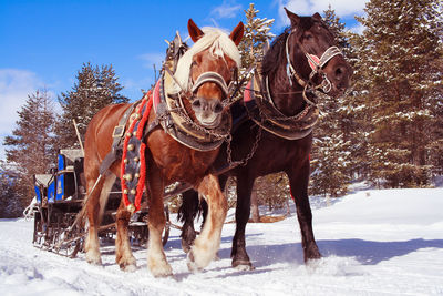 Panoramic view of horse on snow covered field