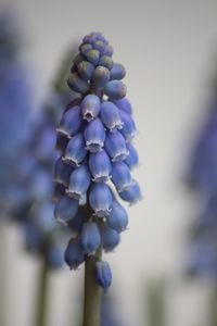 Close-up of purple flowers