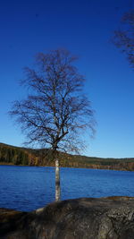 Reflection of bare trees in water