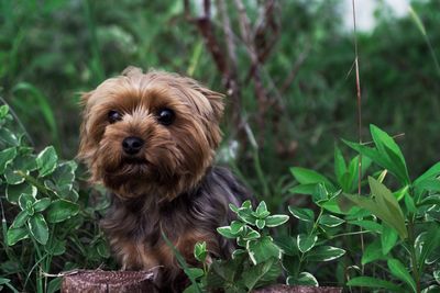 Close-up of puppy on plant