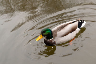 Duck swimming in lake