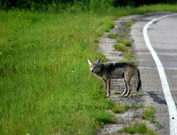 Portrait of a cat on road