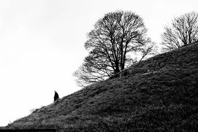 Low angle view of silhouette tree on field against clear sky