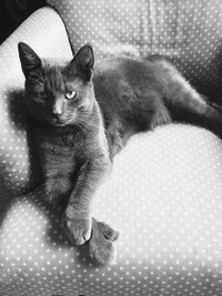 Portrait of cat lying on bed