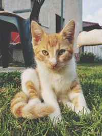 Portrait of cat sitting outdoors