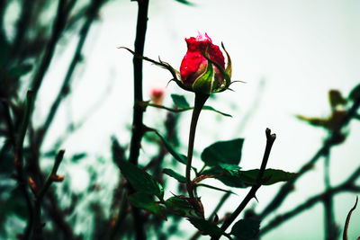 Close-up of rose plant