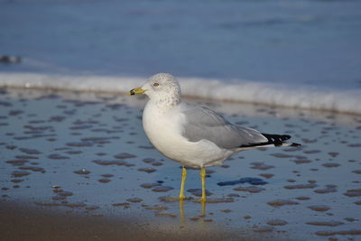 Close-up of seagull on water