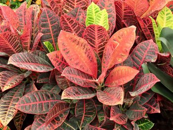 High angle view of autumn leaves