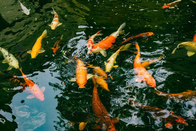 High angle view of koi carps swimming in lake