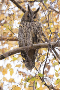 Close-up of bird long-eared owl