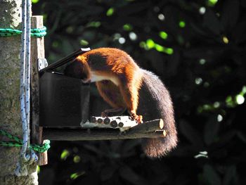 Monkey sitting on a tree