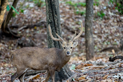 Deer in a forest