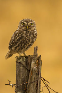 Low angle view of owl perching on wooden post