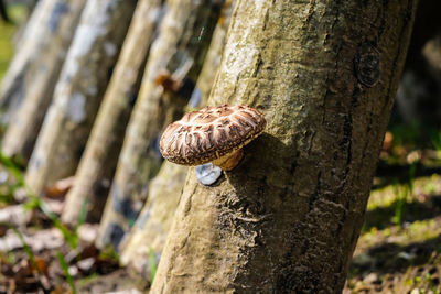 Close-up of lizard on tree trunk