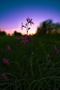 Close-up of purple flowering plants on field