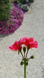 Close-up of pink flowers blooming outdoors