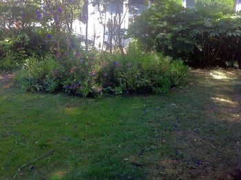 Plants and trees in park