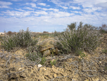 Plants growing on land against sky