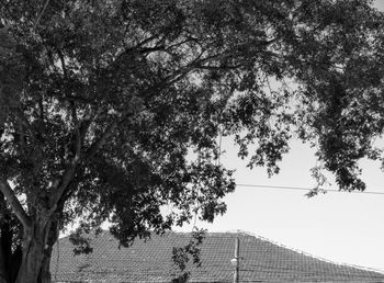 Low angle view of trees against sky