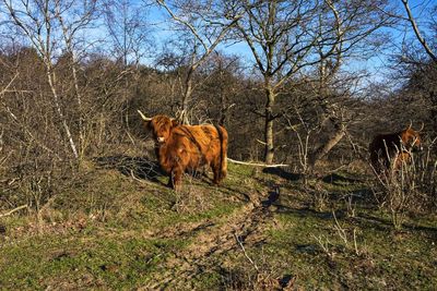 Cow in the field