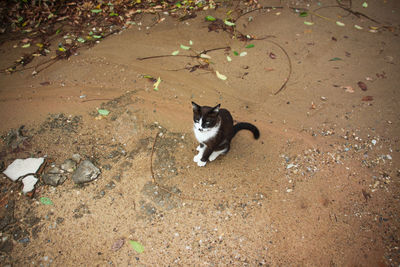 High angle portrait of a cat on land