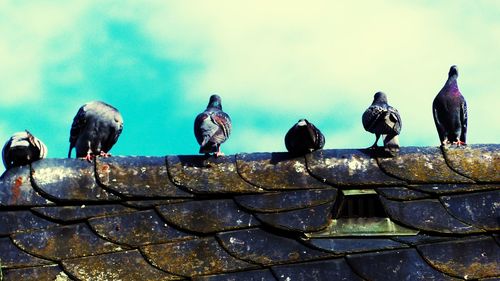 Low angle view of birds perching on water against sky