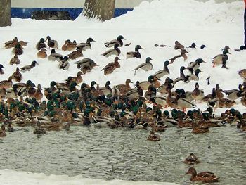 Flock of birds in water