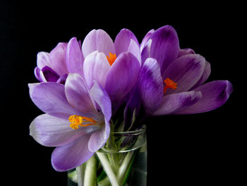 Close-up of flower over black background