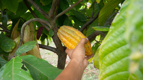 Close-up of hand holding leaf