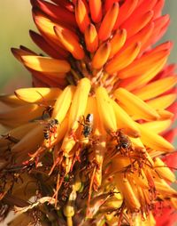 Close-up of orange flowers