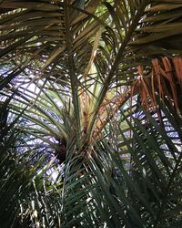 Low angle view of palm trees in forest