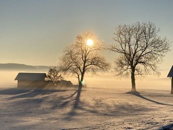 Bare trees on field against sky during winter