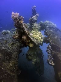 The propeller and rudder of the gosei maru in truk lagoon.