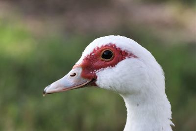 Close-up of a bird