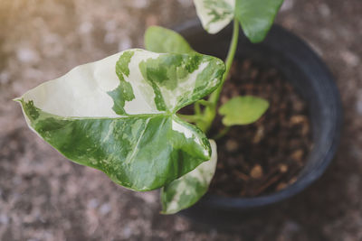 High angle view of potted plant leaves