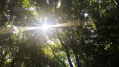 Sun shining through trees