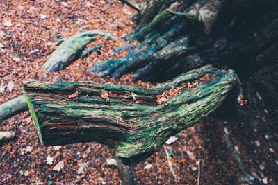 High angle view of dead tree on ground 