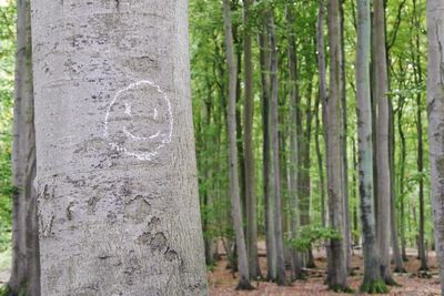 Close-up of tree trunk in forest