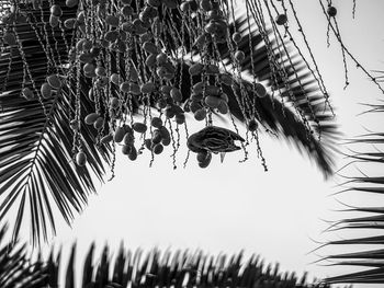 Low angle view of insect on plant against sky